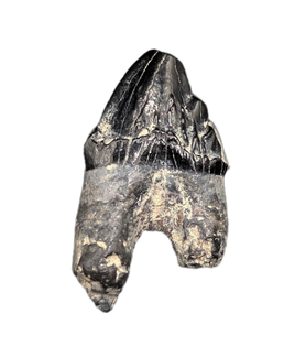 Archaic Whale Tooth (Agorophius?), 29-30 Million Years Old