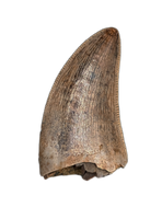 Nanotyrannus Tooth