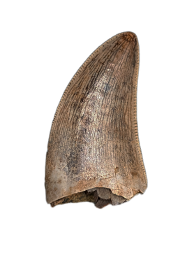Nanotyrannus Tooth