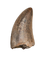 Nanotyrannus Tooth