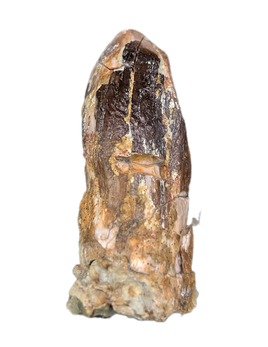 Sauropod Dinosaur Tooth, El Mers Formation