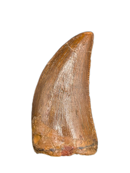 Carcharodontosaurus Tooth
