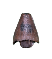 Deinosuchus (Crocodile) Tooth from Texas