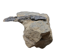 Rooted Allosaurus Tooth from the Morrison Formation