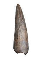 Tyrannosaur Tooth with Split Carinae, Judith River Formation