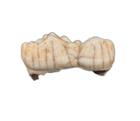 Cave Bear Tooth