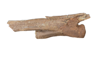 Large Ornithomimid Caudal (tail) Vertebrae
