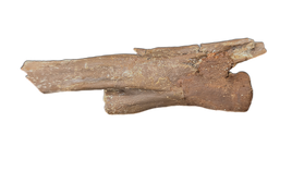 Large Ornithomimid Caudal (tail) Vertebrae