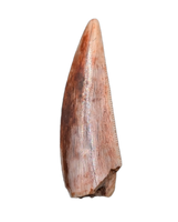 Triassic Dinosaur (Gojirasaurus?) Tooth