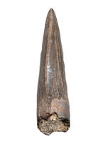 Tyrannosaur Tooth with Split Carinae, Judith River Formation