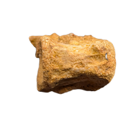Theropod Dinosaur Vertebra, Kem Kem