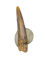 Actual Dromaeosaur (Raptor) Tooth From Kem Kem