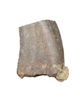 Tyrannosaur Tooth, Judith River Formation