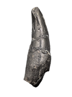 Archaic Whale Tooth (Agorophius?), 29-30 Million Years Old