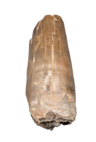 Phytosaur Tooth, Chinle Formation
