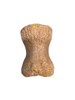 Pachycephalosaurus Vertebra