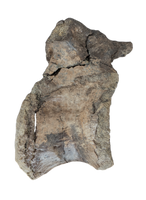 Allosaurus Vertebra, Morrison Formation