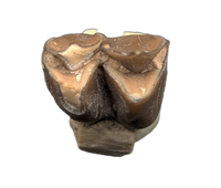 Poebrotherium (Camelid) Tooth, White River Fauna