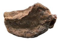 Hadrosaur (Parasaurolophus?) Tail Vertebrae from the Kaiparowitz Formation of Utah.