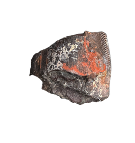 Allosaurus Tooth,  Morrison Formation