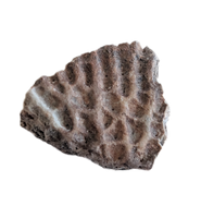 Metoposaur Skull Armor Section, Chinle Formation