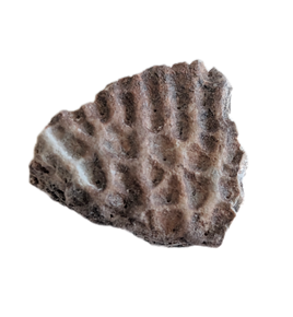 Metoposaur Skull Armor Section, Chinle Formation