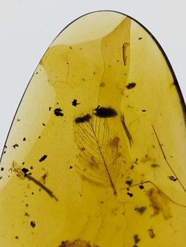 Amber with Dinosaur Feathers from Burma. Middle Cretaceous, 99 Million Years Old