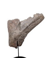 Camarasaurus Rib Hinge