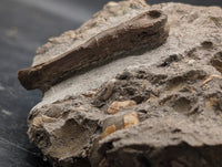 Raptor (Dromaeosaur) Metacarpal, Judith River Formation