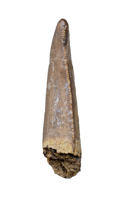 Nanotyrannus Tooth,  Lance Formation