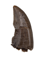 Saurornitholestes (Raptor) Tooth, Judith River Formation