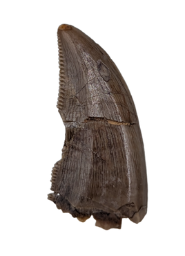 Saurornitholestes (Raptor) Tooth, Judith River Formation
