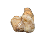 Cave Bear Tooth