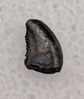 Dromaeosaur (Raptor) Tooth, Judith River Formation