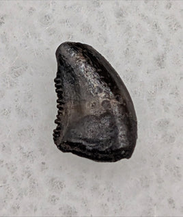 Dromaeosaur (Raptor) Tooth, Judith River Formation