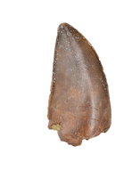 Majungasaurus Tooth