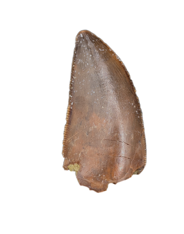 Majungasaurus Tooth