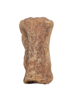 Oryctodromeus? Tail Vertebra, Cloverly Formation
