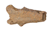 Azhdarcho (Pterosaur) Cervical Vertebra