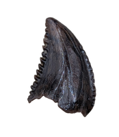 Museum Quality Troodon Tooth from the Hell Creek Formation
