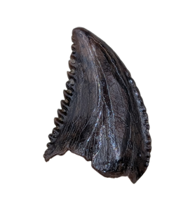 Museum Quality Troodon Tooth from the Hell Creek Formation