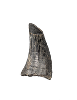 Mosasaur Tooth, Late Cretaceous of North Carolina