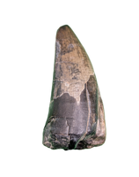 Sarcosuchus Tooth, Giant Crocodile, Niger