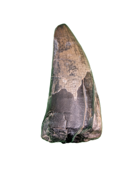 Sarcosuchus Tooth, Giant Crocodile, Niger