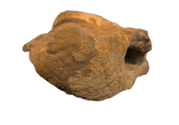 Huge Sigilmassasaurus(Spinosaurid) Neck Vertebra