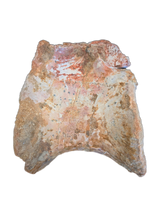 Huge Spinosaurus Tail Vertebra