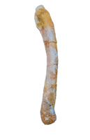 Theropod Dinosaur,(Noasaurid?) Radius or Ulna, Kem Kem
