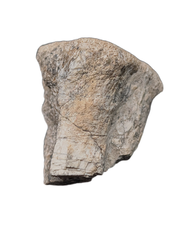 Theropod Vertebra, Cloverly Formation