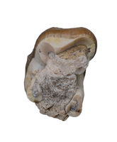 Titanothere(Megacerops) Tooth,  Brule Formation