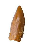 Noasaurid Pre Maxilla Tooth, Kem Kem